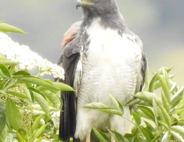 ¡El Río Bogotá tiene vida! 99 especies de fauna vuelven a su cuenca media 
