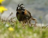 Cinco animales que habitan en Bogotá