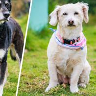 ¡Ellos están a salvo!: 53 animales fueron trasladados tras recuperación de predio en Fontibón, al occidente de Bogotá 