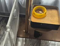 IDPYBA atendió denuncia sobre presunto caso de maltrato animal en barrio Catalina II de la localidad de Kennedy 