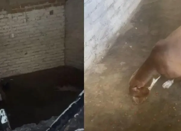 Denuncian que dos perritos llevan meses encerrados en una casa en Ibagué