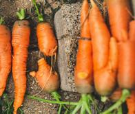 ¿Qué parte de la planta solemos comer cuando comemos zanahoria? No es el fruto