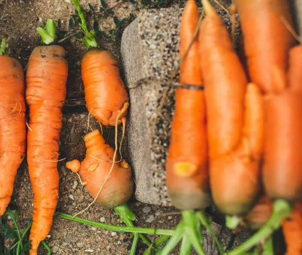 ¿Qué parte de la planta solemos comer cuando comemos zanahoria? No es el fruto