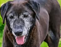 IDPYBA entregó parte médico de animales recibidos tras operativo de Fontibón 