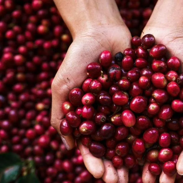 Federación de Cafeteros eleva el precio de compra de la pasilla ante efectos del Fenómeno de El Niño