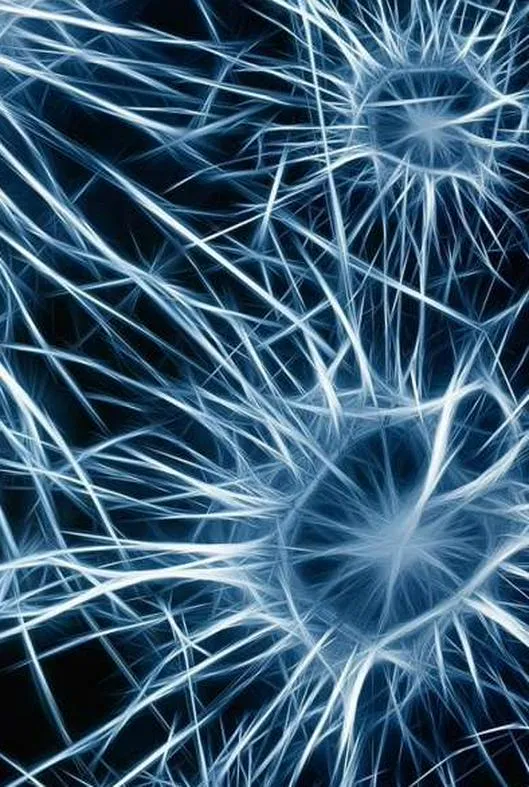 Una investigación sugiere que el cerebro humano evolucionó a partir de dos órganos separados