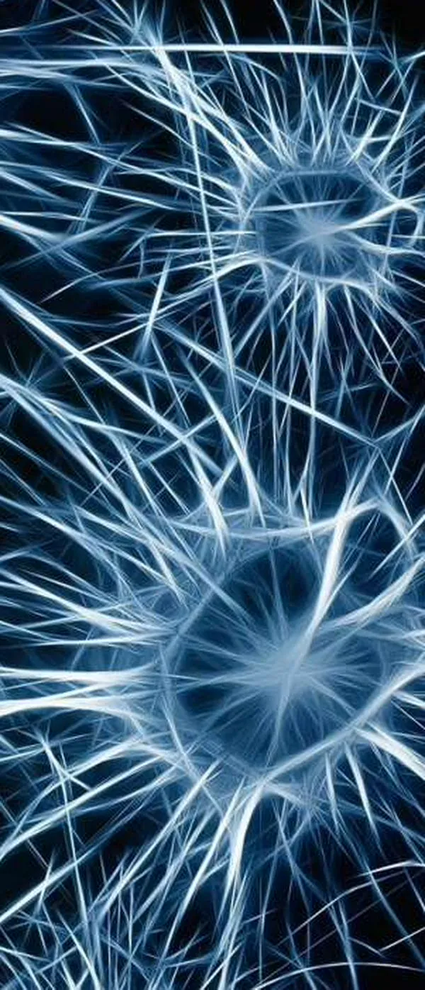 Una investigación sugiere que el cerebro humano evolucionó a partir de dos órganos separados
