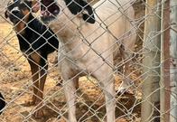 Fundación Huellas de Esperanza: la lucha de Elizabeth por sus 140 animales tras el terremoto