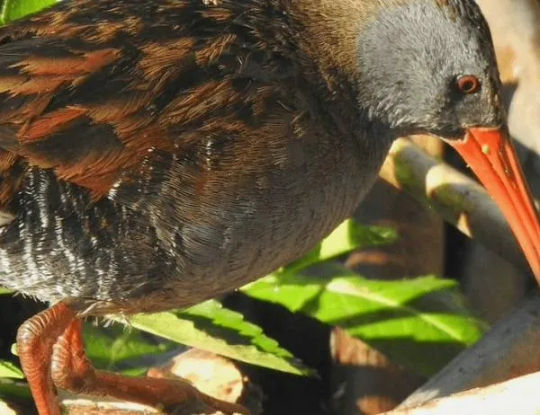 El Tingua Fest invita a descubrir la biodiversidad de los humedales de Bogotá del 24 al 27 de septiembre de 2026 