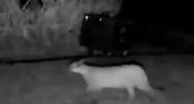 Puma en La Calera