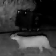Puma en La Calera