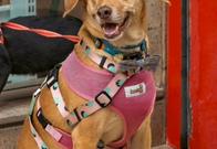 Lo que tiene que saber detrás de los lugares 'Pet Friendly'