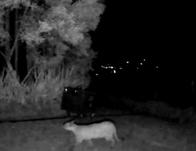 Registran presencia de un puma en La Calera y la CAR activa protocolo de protección y ahuyentamiento 
