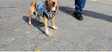 Bogotá atiende denuncias por presunto maltrato animal y refuerza protección de mascotas en la localidad de Kennedy 