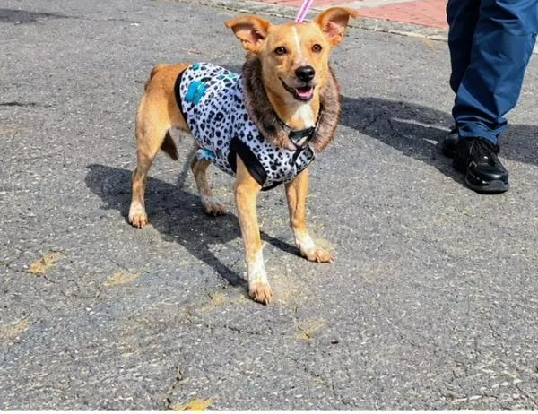 Bogotá atiende denuncias por presunto maltrato animal y refuerza protección de mascotas en la localidad de Kennedy 