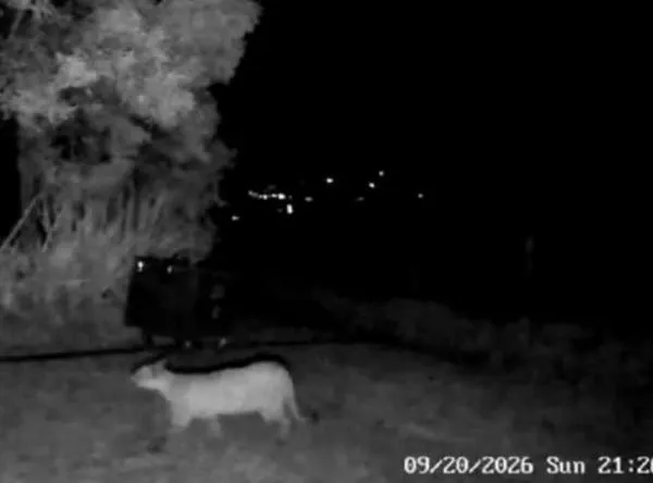 Cámaras captan un puma en La Calera: ¿qué hacer si se encuentra con el animal?