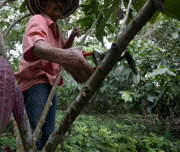 Consejo de Estado decidirá futuro de áreas de protección agrícola en Nemocón