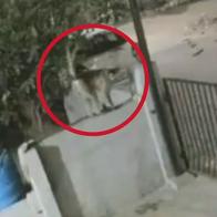 Abuela de 91 años en India murió tras sufrir empujón por parte de un mono
