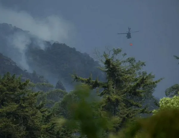 Apagar el fuego no acaba la emergencia: recuperar un bosque calcinado toma hasta 30 años 