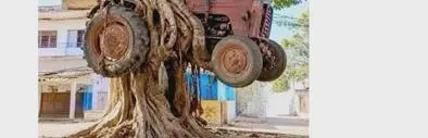 La verdad detrás de la foto de un árbol que supuestamente se “tragó” un tractor en Pelaya, Cesar