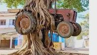 La verdad detrás de la foto de un árbol que supuestamente se “tragó” un tractor en Pelaya, Cesar