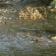 Se mantiene alerta amarilla por bajos niveles de los ríos Cali y Meléndez