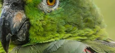 Pajareando por Cali, iniciativa para conocer la biodiversidad de la ciudad; link de inscripción