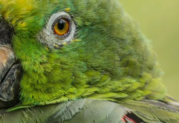 Pajareando por Cali, iniciativa para conocer la biodiversidad de la ciudad; link de inscripción