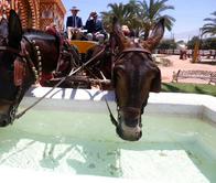 Corte Constitucional prohíbe uso de animales para halar vehículos con fines turísticos