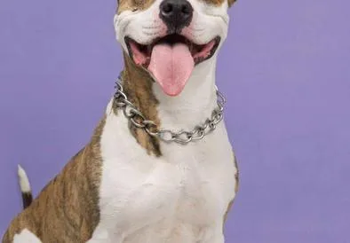 Los perros no hablan, pero su cerebro parece tener algo en común con el nuestro al escuchar