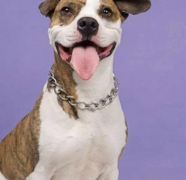 Los perros no hablan, pero su cerebro parece tener algo en común con el nuestro al escuchar