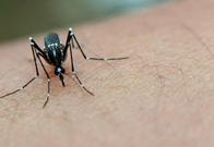 ¿Cómo detectar el dengue en menores de edad? Secretaria de Salud del Valle entrega detalles