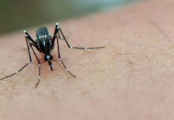 ¿Cómo detectar el dengue en menores de edad? Secretaria de Salud del Valle entrega detalles