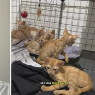 Fundación que rescata gatitos pide ayuda para continuar su labor: "No queremos cerrar"