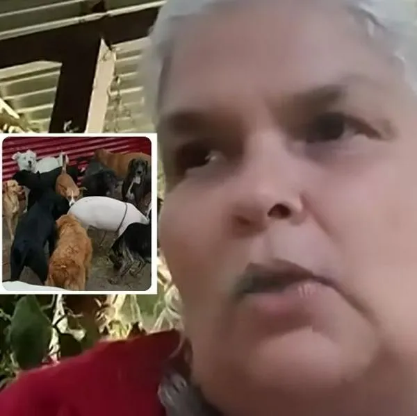 Mujer en Colombia ha rescatado a 200 animales y no da ninguno en adopción; video