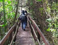 Así se vive una caminata ecológica por La Conejera, uno de los humedales más emblemáticos de Bogotá 