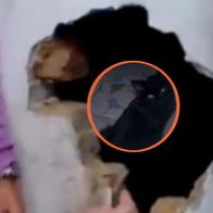 Encuentran gatos negros atrapados en tumba del Cementerio Central de Bogotá en un presunto acto de brujería. Rescatistas piden ayuda urgente al Distrito. 