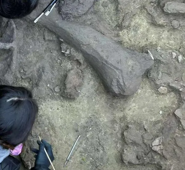 Los primeros humanos del sur de América "descuartizaban" animales hace 13.000 años