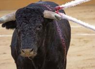 El futuro de las corridas de toros quedó nuevamente definido