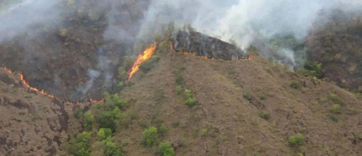 Fuego bajo tierra: bosque del Tolima enfrenta un incendio inusual