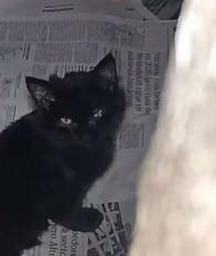 Ni rituales ni encierro: la verdad sobre los gatos negros hallados en el Cementerio Central