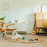 White dog lying on a woven rug surrounded by colorful dog toys in a bright living room interior. The relaxed home setting captures a calm everyday moment of pet life and playtime in a modern domestic environment.