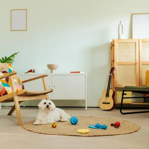 White dog lying on a woven rug surrounded by colorful dog toys in a bright living room interior. The relaxed home setting captures a calm everyday moment of pet life and playtime in a modern domestic environment.