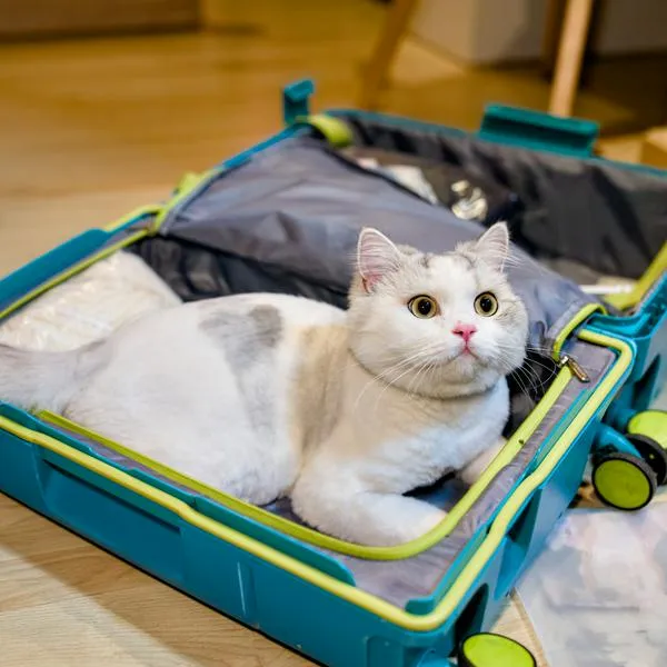 Fluffy white-and-gray cat lounges in an open turquoise travel suitcase on a wooden floor, looking up with curious eyes as if ready for vacation or playful mischief