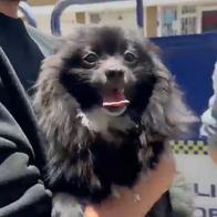 'Pato', perro pomerania