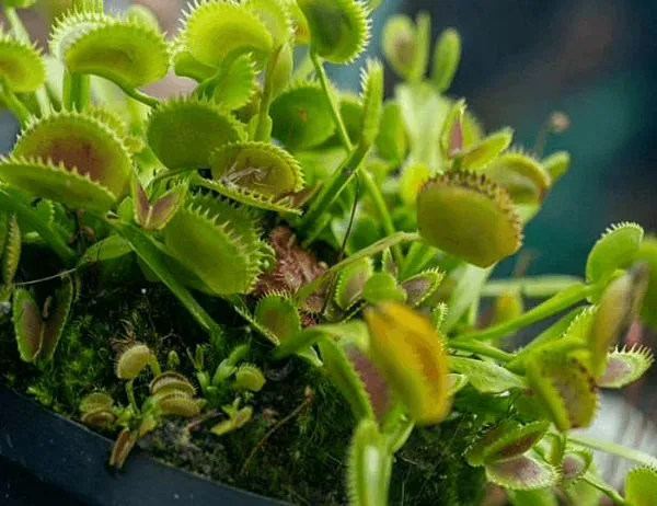 VII Exposición de Plantas Carnívoras llega al Jardín Botánico de Bogotá del 1 al 4 de octubre de 2026 