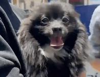 ‘Pato’, perro pomerania negro que había sido hurtado en Suba, fue rescatado y está a salvo con su familia 