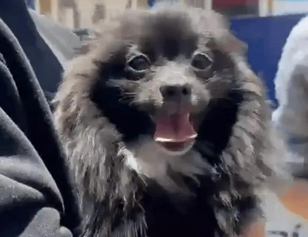 ‘Pato’, perro pomerania negro que había sido hurtado en Suba, fue rescatado y está a salvo con su familia 