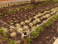 Jardinera de Salitre Occidental volvió a la vida tras intervención del Jardín Botánico de Bogotá 
