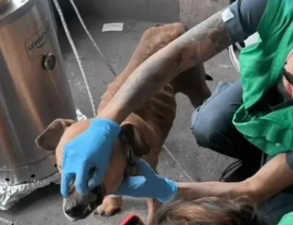 ¡Rescatados! Autoridades socorren animales de compañía en Ciudad Bolívar y zona rural de Usme 